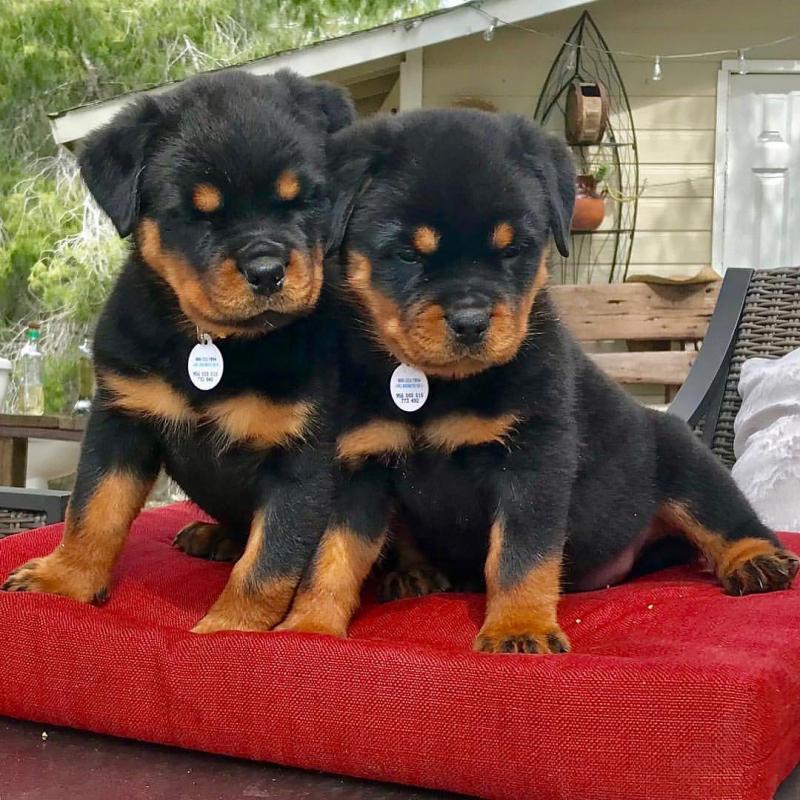 Rottweiler puppies💥💤💦💤💥 Image eClassifieds4u