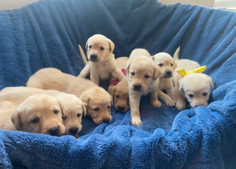 2 Labrador Retriever puppies ready for a new home Image eClassifieds4u