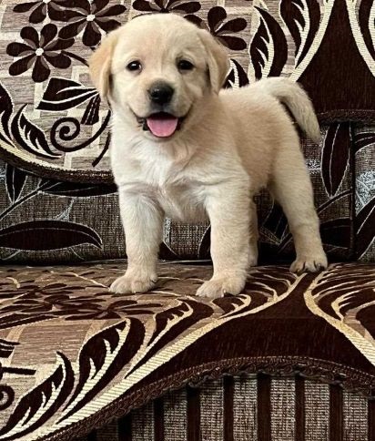 2 Labrador Retriever puppies ready for a new home Image eClassifieds4u