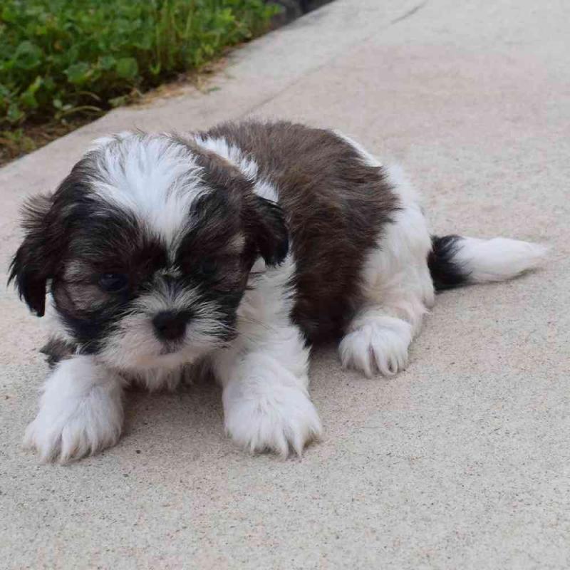 Adorable Shih Tzu puppies for new home Image eClassifieds4u