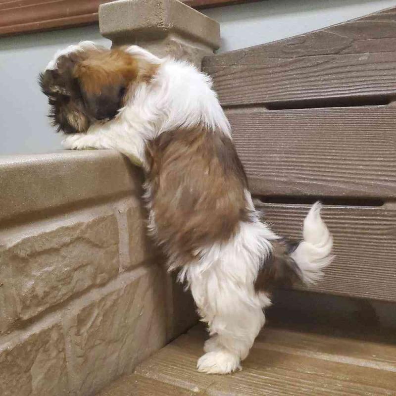 Adorable Shih Tzu puppies for new home Image eClassifieds4u