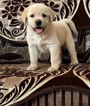 Adorable Labrador Retriever puppies Image eClassifieds4u 3