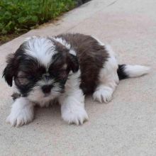 Adorable Shih Tzu puppies for new home