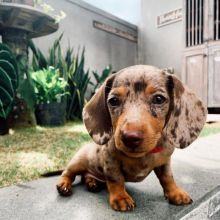Amazing Dachshund puppies for new home