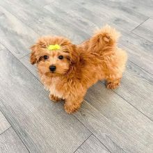 Cute Maltipoo puppies available for new home