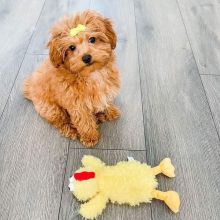 Cute Maltipoo puppies available for new home