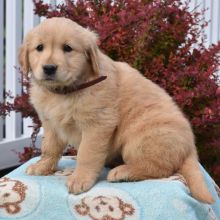 Golden Retriever puppies available for new home