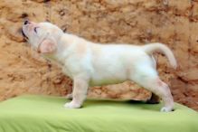 Gorgeous Labrador Retriever puppies for re-homing