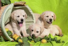 Gorgeous Labrador Retriever puppies for re-homing