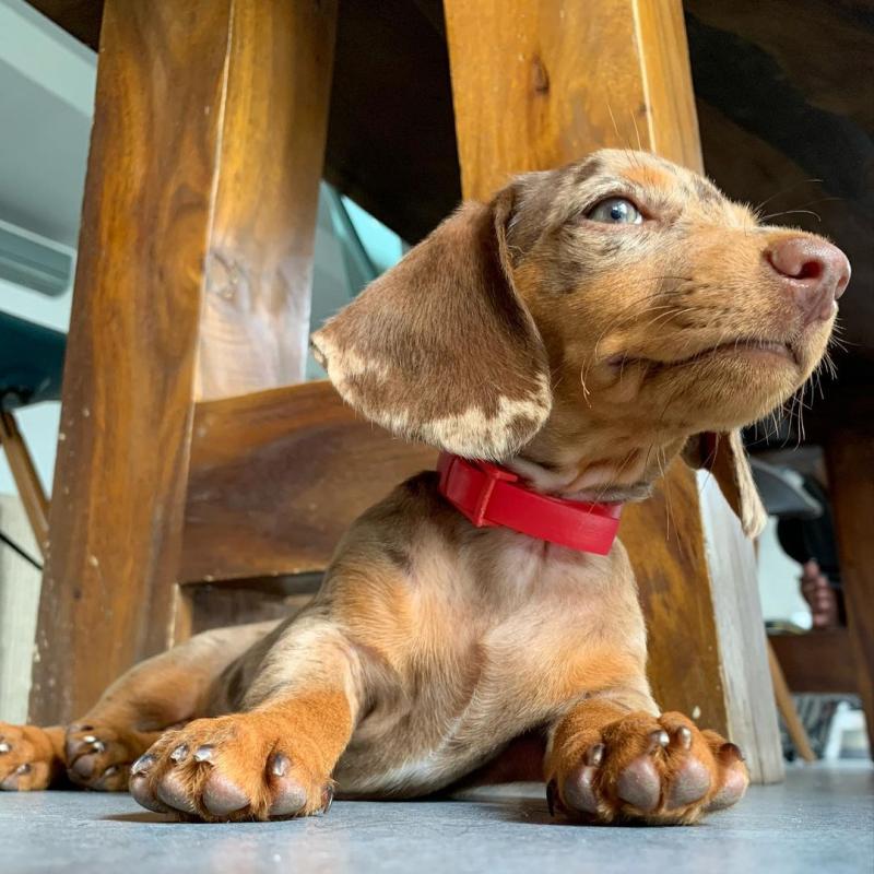 Amazing Dachshund puppies for new home Image eClassifieds4u