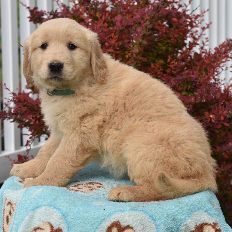 Golden Retriever puppies available for new home Image eClassifieds4u