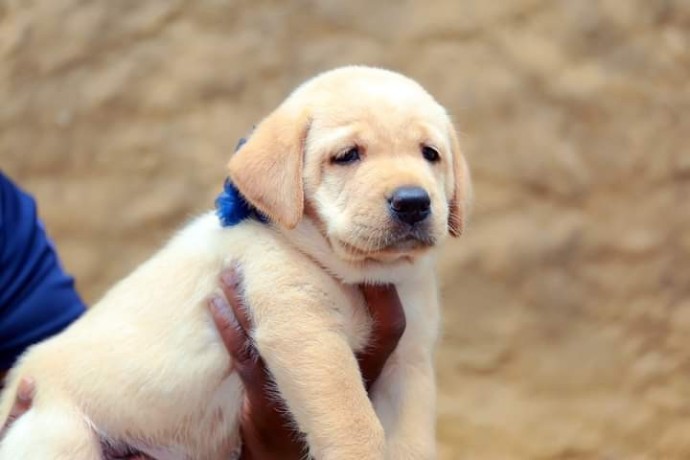 Gorgeous Labrador Retriever puppies for re-homing Image eClassifieds4u