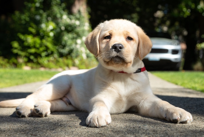 Gorgeous Labrador Retriever puppies for re-homing Image eClassifieds4u