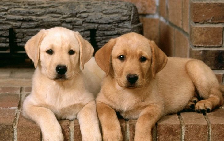 Gorgeous Labrador Retriever puppies for re-homing Image eClassifieds4u