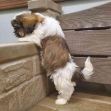 Adorable Shih Tzu puppies for new home Image eClassifieds4u 2