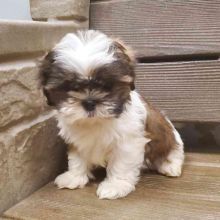 Adorable Shih Tzu puppies for new home Image eClassifieds4u 3