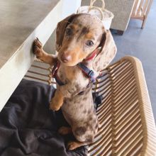 Amazing Dachshund puppies for new home Image eClassifieds4u 1