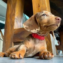 Amazing Dachshund puppies for new home Image eClassifieds4u 3