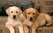 Gorgeous Labrador Retriever puppies for re-homing Image eClassifieds4u 2