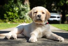 Gorgeous Labrador Retriever puppies for re-homing Image eClassifieds4u 3
