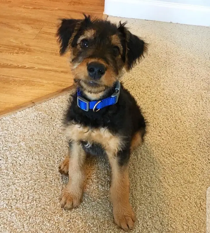 Airedale terrier puppies for adoption Image eClassifieds4u