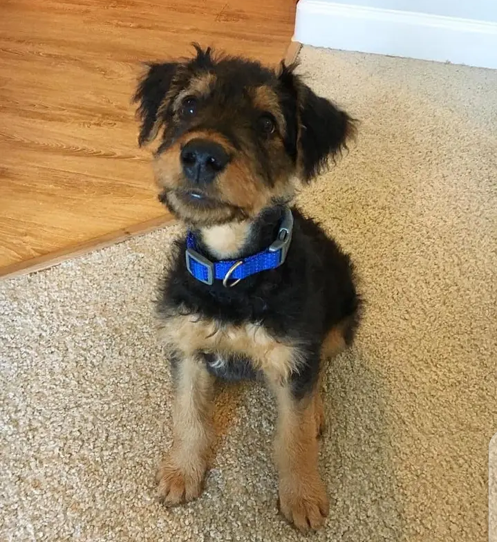 Airedale terrier puppies for adoption Image eClassifieds4u
