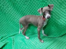 Quality Italian greyhound puppies for adoption Image eClassifieds4u 1