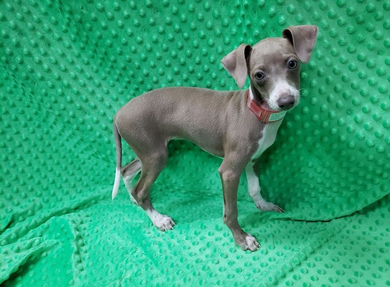 Quality Italian greyhound puppies for adoption Image eClassifieds4u