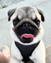 pug puppies for free adoption...masonthomas967@gmail.com Image eClassifieds4u 1