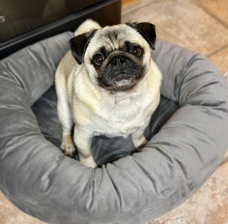 pug puppies for free adoption...masonthomas967@gmail.com Image eClassifieds4u