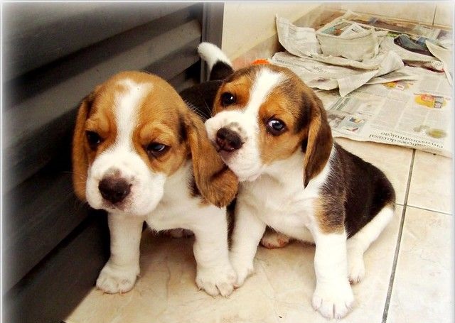Male and Female Beagle puppies for adoption 💕Delivery Available🌎 Image eClassifieds4u