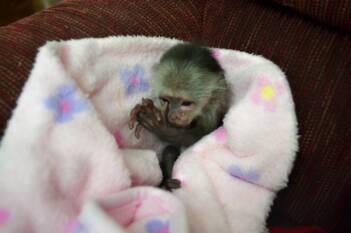 Adorable Marmoset Monkeys Image eClassifieds4u
