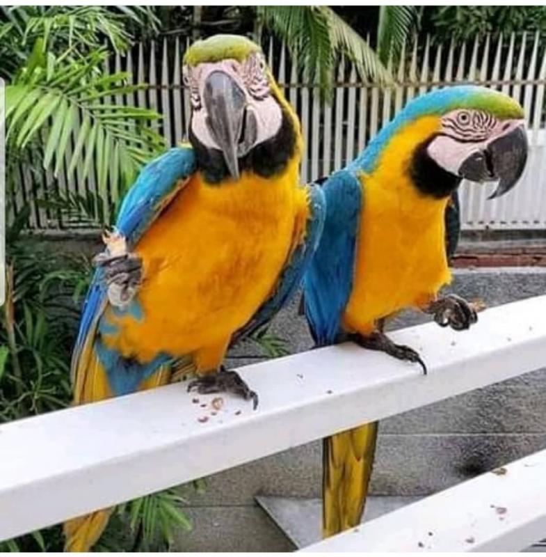 Blue and gold Macaw parrots for rehoming Image eClassifieds4u