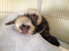 Adorable Marmoset Monkeys Image eClassifieds4u 1