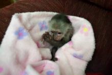 Adorable Marmoset Monkeys Image eClassifieds4u 2