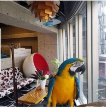 Blue and gold Macaw parrots for rehoming Image eClassifieds4u 3