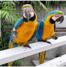 Blue and gold Macaw parrots for rehoming Image eClassifieds4u 3