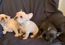 Healthy and Lovely French Bulldog Puppies available