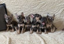 Healthy and Lovely French Bulldog Puppies available