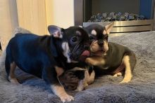 Healthy and Lovely French Bulldog Puppies available