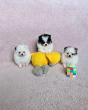 Pomeranian puppies available