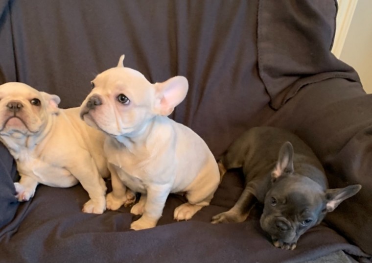 Healthy and Lovely French Bulldog Puppies available Image eClassifieds4u