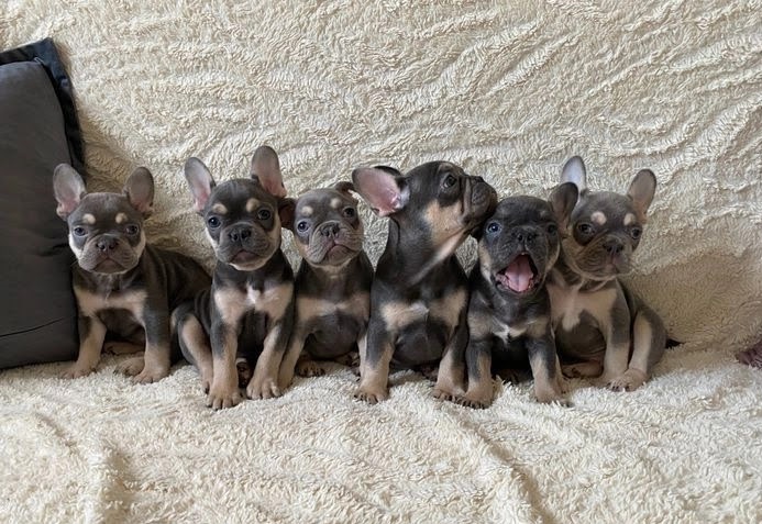 Healthy and Lovely French Bulldog Puppies available Image eClassifieds4u