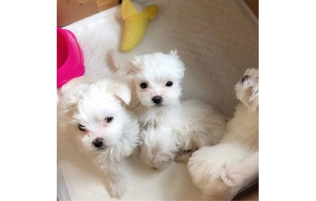 LovelyExcellent male and female MALTESE Puppies Image eClassifieds4u