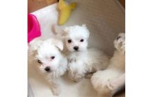 LovelyExcellent male and female MALTESE Puppies Image eClassifieds4U
