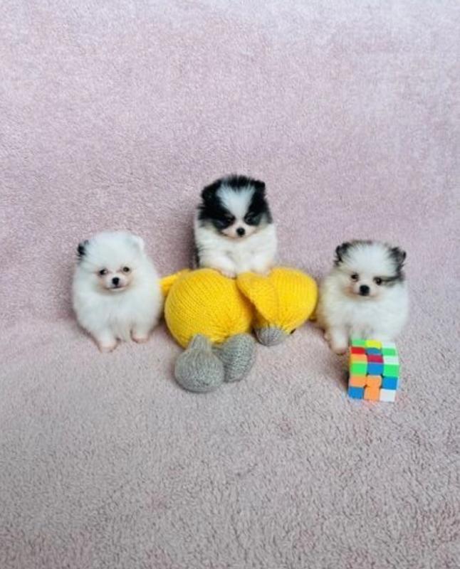 Pomeranian puppies available Image eClassifieds4u