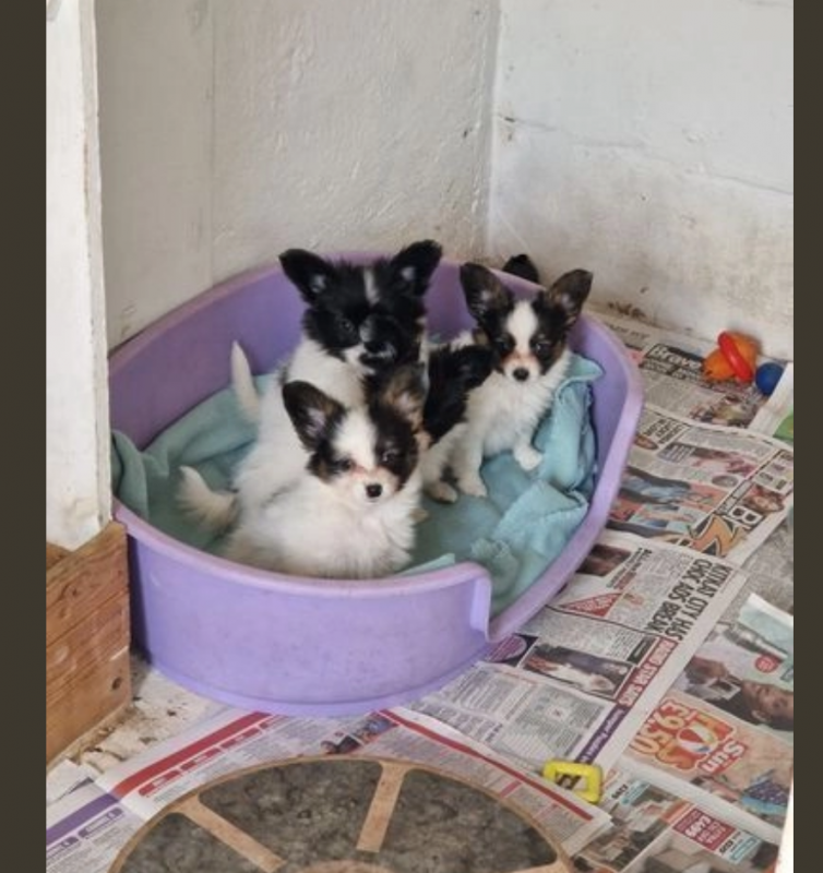 Adorable Papillon puppies available Image eClassifieds4u