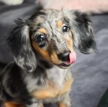 🐕💕 C.K.C Dachshund PUPPIES 🟥🍁🟥 READY FOR A NEW HOME 💗🍀🍀