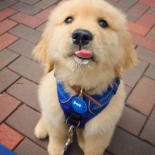 Adorable Golden Retriever Puppies Available