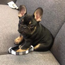 Attractive male and female French bulldog puppies